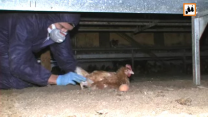 ARIWA – Animal Rights Watch e.V. – Rettung von Biohuhn Rudi [_3Zmv5HnTaQ – 1280×720 – 0m57s]