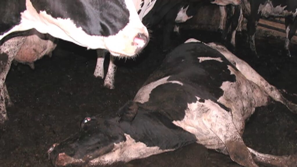 Paul McCartney 'If Slaughterhouses Had Glass Walls …'