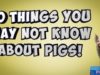 10 Things You May Not Know About Pigs