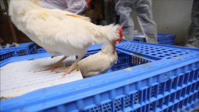 1,310 Hens Liberated From Cages