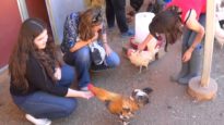 A glimpse of an Animal Place tour.