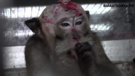 A Living Nightmare for the Monkeys of Mauritius