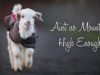 Ain’t No Mountain High Enough – Frostie The Snow Goat Update
