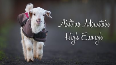 Ain’t No Mountain High Enough – Frostie The Snow Goat Update