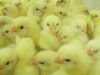 Animal Equality investigation in chicken hatcheries