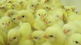 Animal Equality investigation in chicken hatcheries