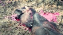 Animal Equality reveals unique footage of the Gadhimai festival