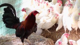 Animal Place Hen Rescue