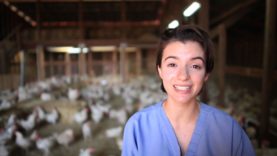 Animal Place Rescues 3,000 Hens from Egg Farm