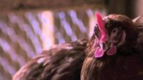 Animal Place Rescues Hens From Egg Farm