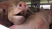 Animal Rights filmt misstanden bij Porc Meat in Zele