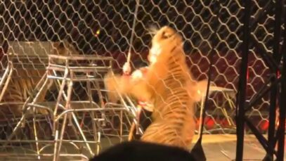 Benvenuti al Circo con Animali!