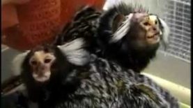 BUAV: Monkeys in animal research