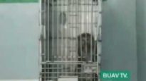 BUAV undercover footage reveals shocking monkey trade in Indonesia