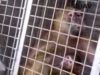 Captive Cruelty: The cruel capture and captivity of wild baboons for experiments in Kenya