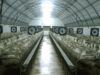Caracierzos – Allevamento di foie gras | Una investigazione di Animal Equality