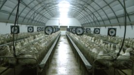 Caracierzos – Allevamento di foie gras | Una investigazione di Animal Equality