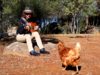 Chickens Enjoy Guitar Music