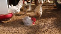 Chickens Love Dustbathing