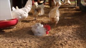 Chickens Love Dustbathing