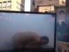 CHIUSE in una camera a GAS – AZIONE contro le pellicce a Bologna