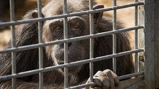 Confinment and Suffering of chimpanzees at Schwaben Park – Germany