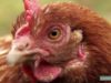Conosci davvero le galline e la loro vita?