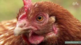 Conosci davvero le galline e la loro vita?
