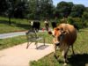 Cows Move to New Pasture