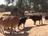 Cows Run With Joy After Meeting New Friends