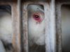 Cruelty exposed inside rabbit farms linked to the UK | Animal Equality Investigation