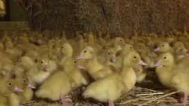 Cruelty in duck farms in Germany revealed by Animal Equality