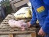 East Anglian Pig Co. Exposed | Animal Equality Undercover Investigation