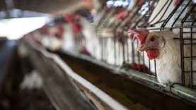 EXPOSED: Life Inside a Battery Cage on a Mexican Hen Farm