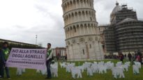 FLASH MOB! Liberati 60 agnelli sotto la Torre di Pisa