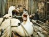 French Foie Gras Cruelty –  Animal Equality Undercover Investigation