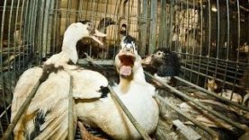 French Foie Gras Cruelty –  Animal Equality Undercover Investigation