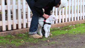 Frostie the Snow Goat