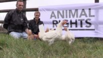 Geredde kippen genieten van hun vrijheid