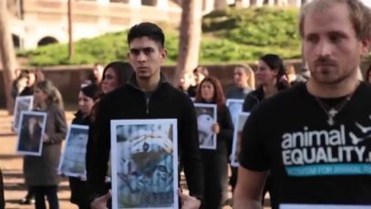 Giornata Internazionale per i Diritti Animali 2014