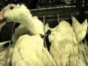 Gli allevamenti di Foie Gras | Una investigazione di Animal Equality