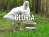 Gloria – factory farm survivor