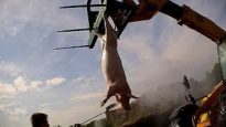 Harling Farm exposed | Inside the British Pork Industry
