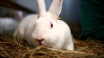 Holiday Rabbits Rescued From Research