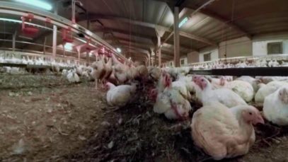 iAnimal – British Pig and Chicken Farms in 360°