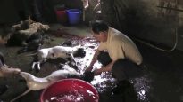 Il Crudele Commercio della Carne di Cane in Cina | Un’investigazione di Animal Equality