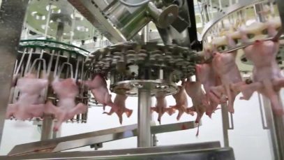 Il pollo è pronto. Tutti a tavola!