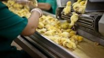 Indagine sulla crudeltà degli incubatoi industriali di pollo