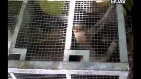 Indonesia – trapping of wild monkeys