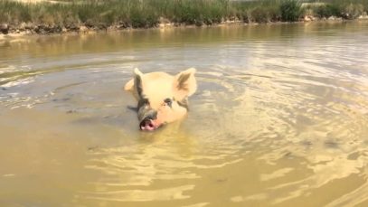 Keeping Cool Edgar’s Mission Style